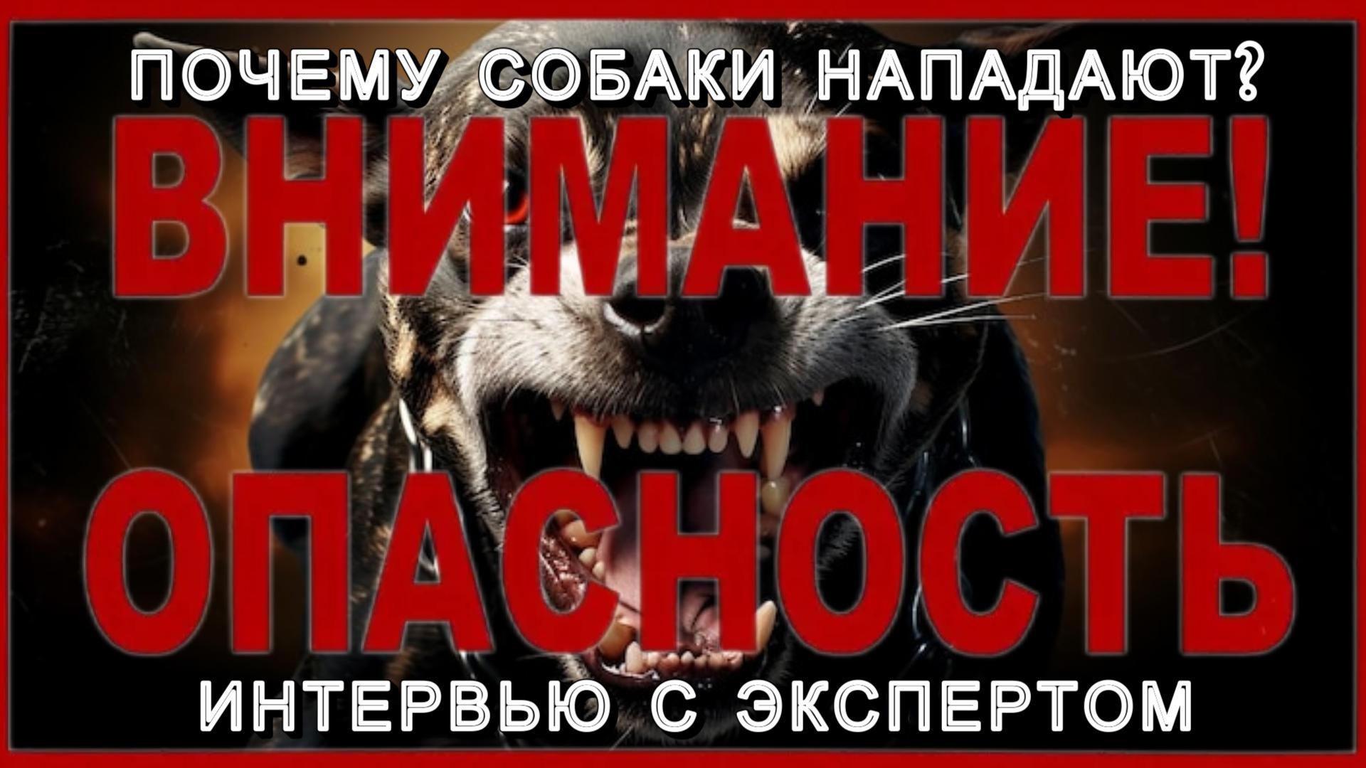 АНОНС! Друг или зверь? Развенчиваем главный миф о собаках